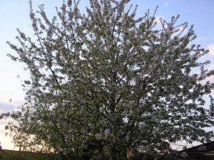 Obstbaum