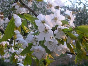 Blüte